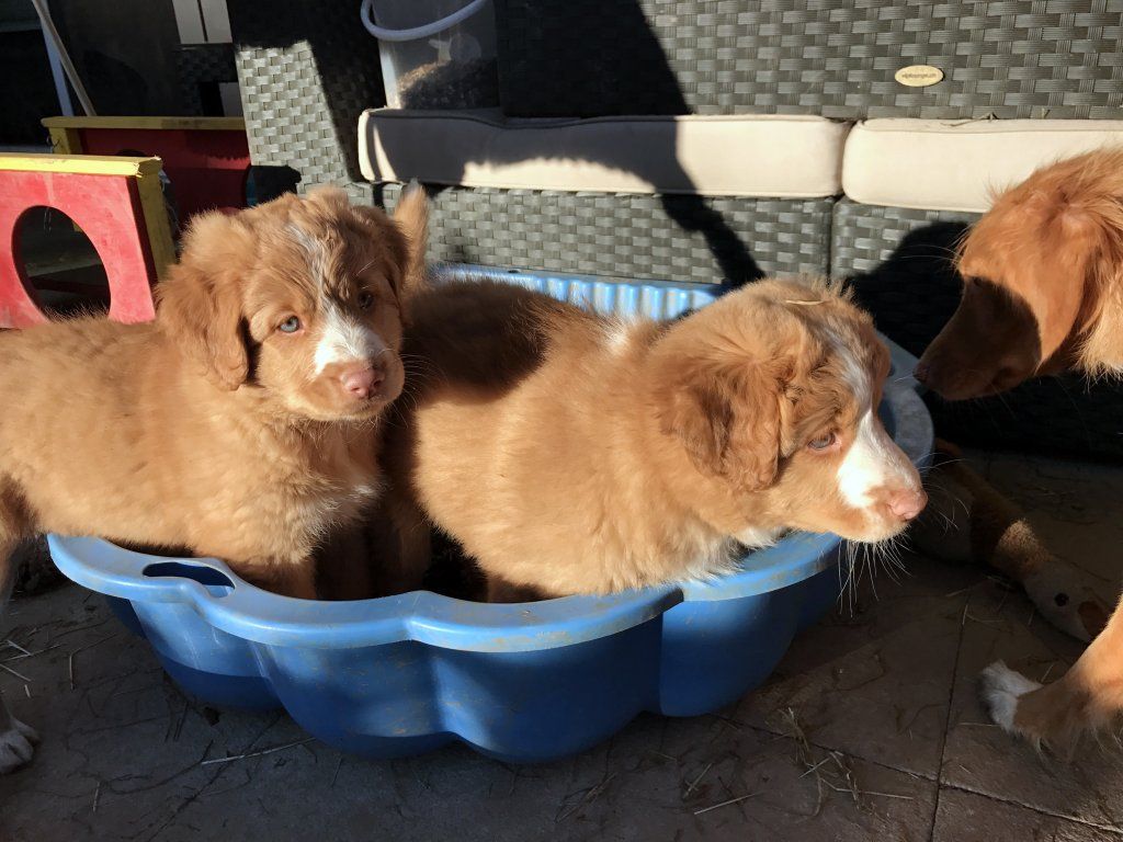 Passion And Fire NSDT Retriever