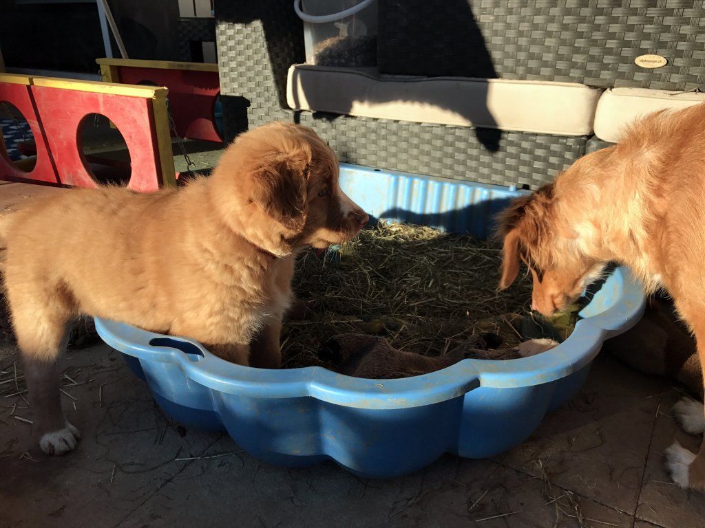 Passion And Fire NSDT Retriever