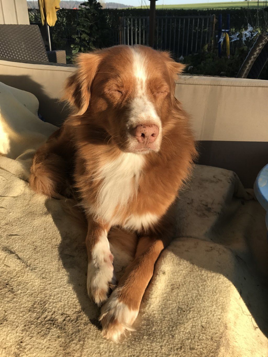 Passion And Fire NSDT Retriever