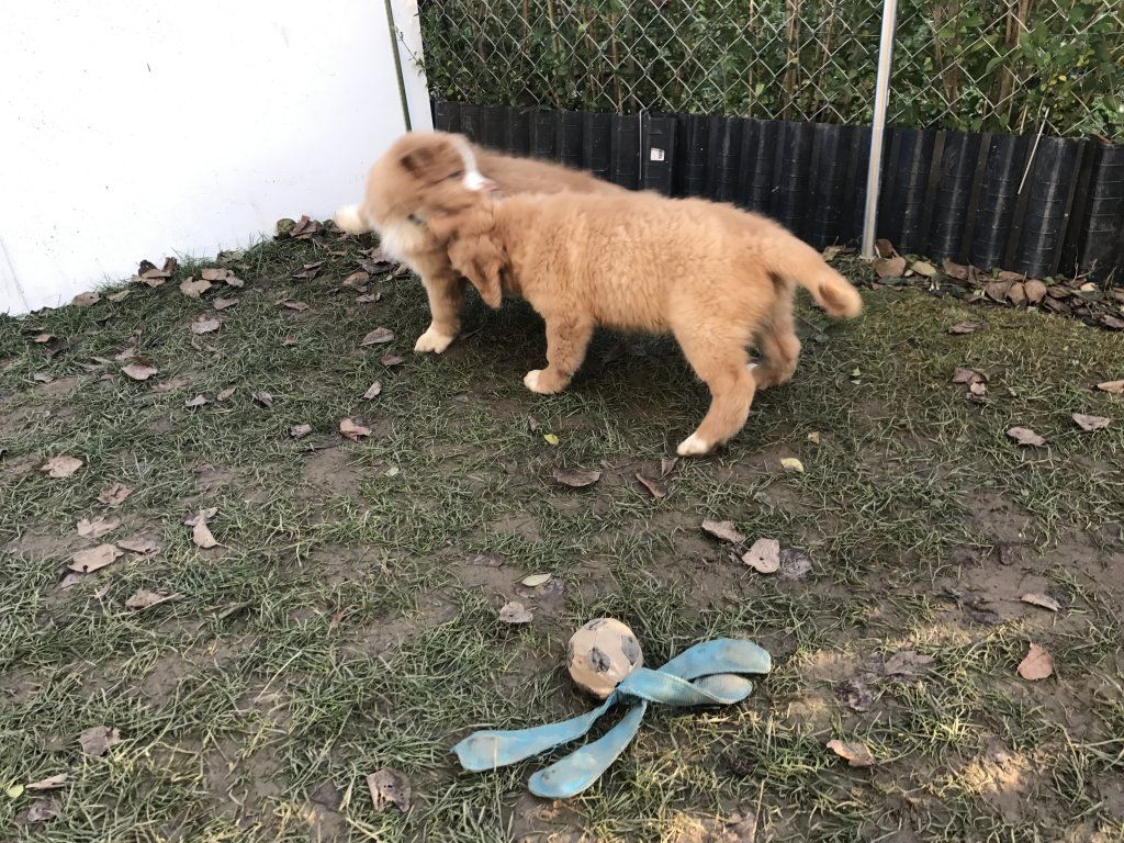 Passion And Fire NSDT Retriever