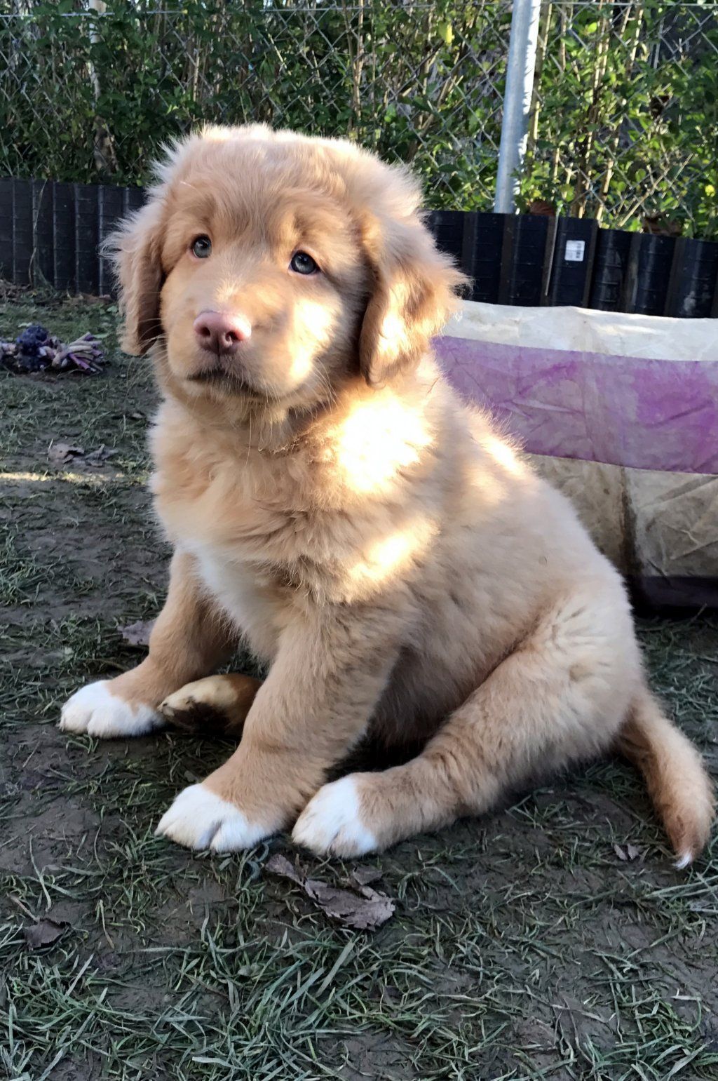 Passion And Fire NSDT Retriever