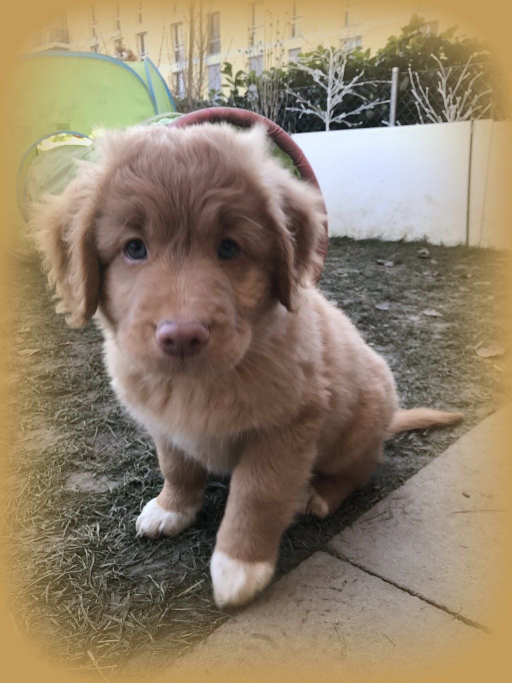 Passion And Fire NSDT Retriever