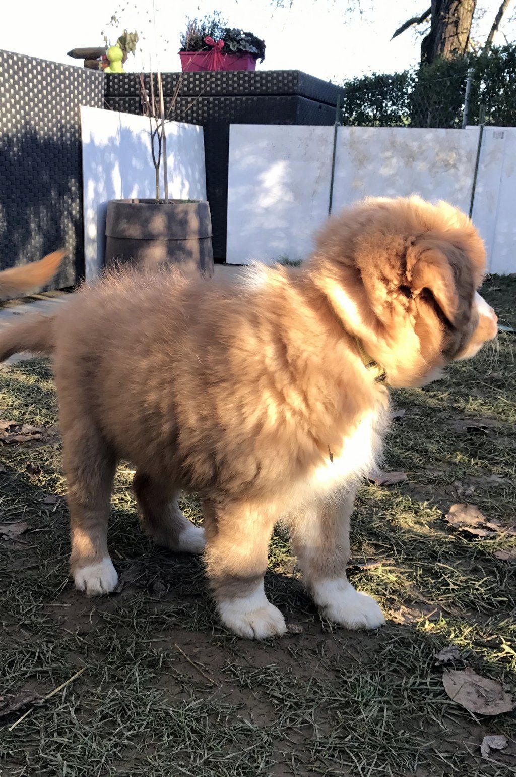 Passion And Fire NSDT Retriever