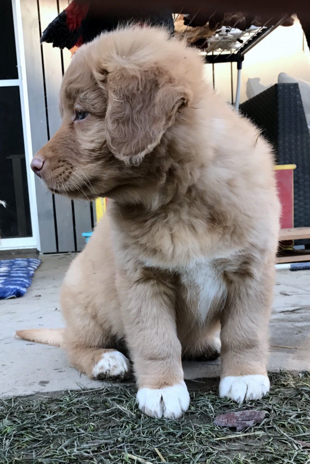 Passion And Fire NSDT Retriever