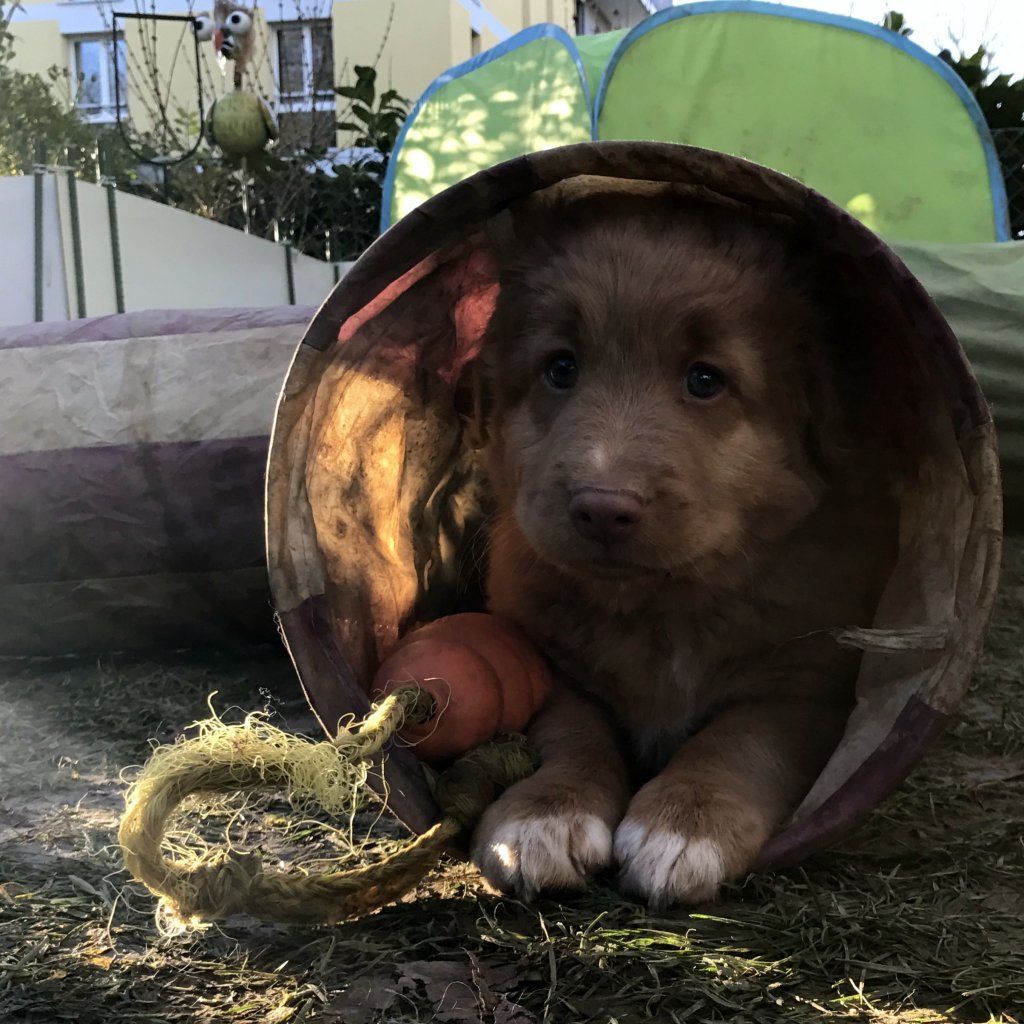 Passion And Fire NSDT Retriever