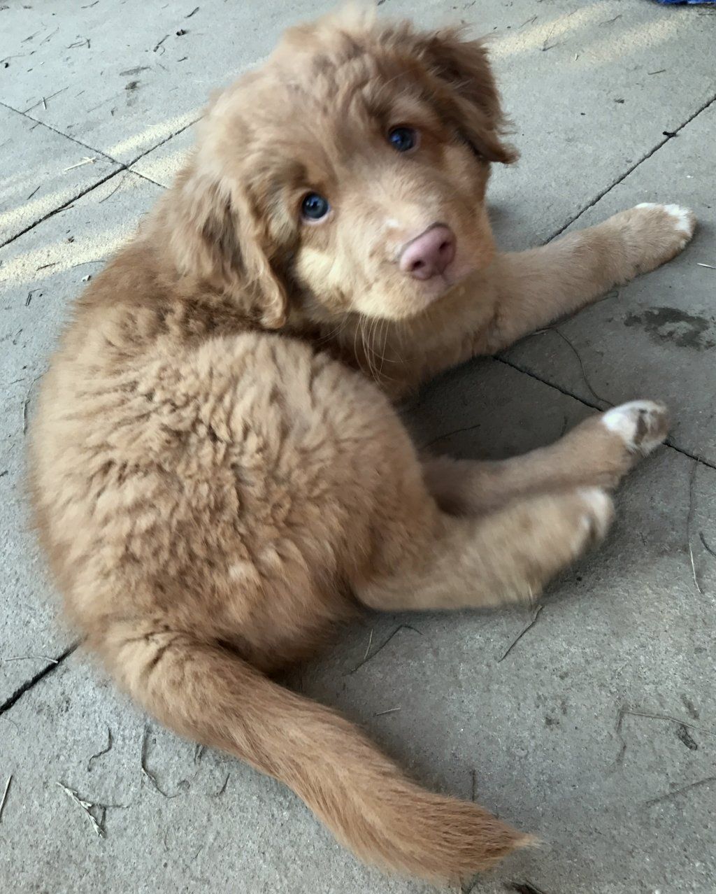 Passion And Fire NSDT Retriever