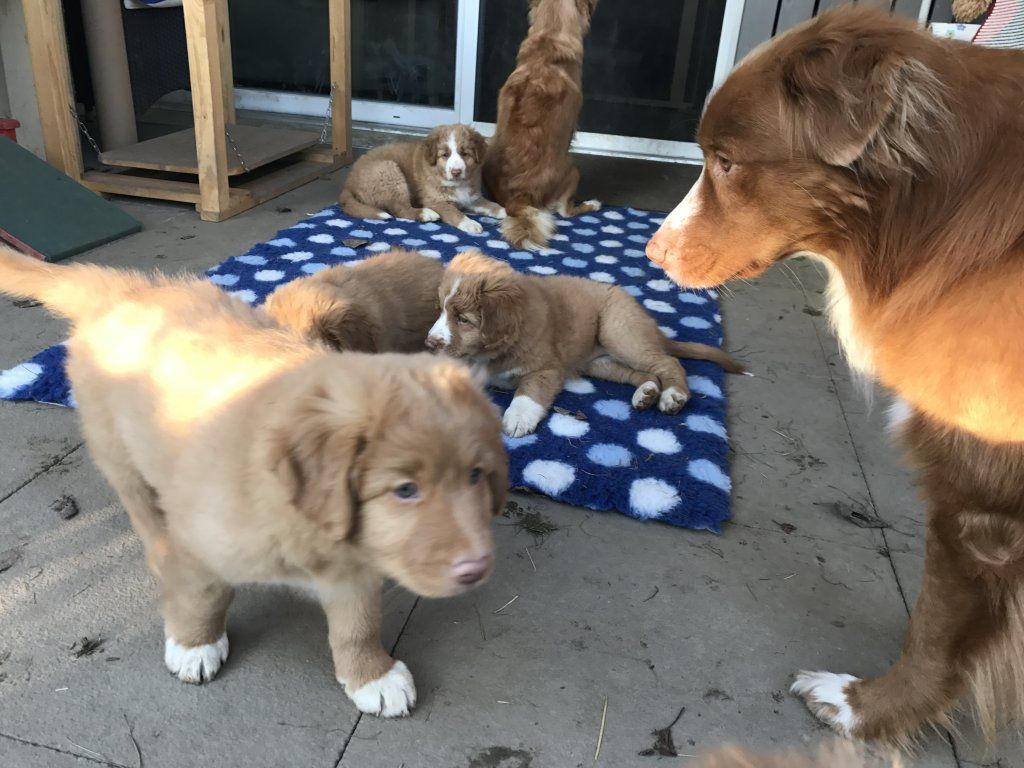 Passion And Fire NSDT Retriever