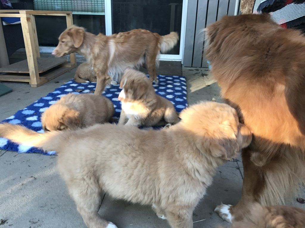 Passion And Fire NSDT Retriever