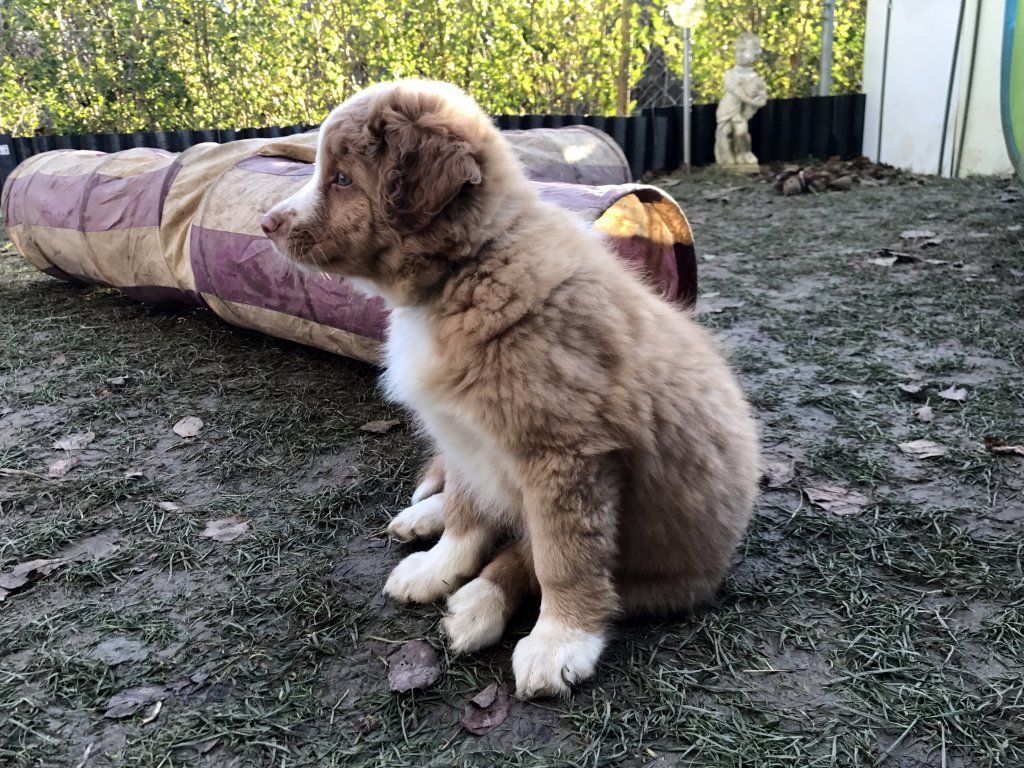 Passion And Fire NSDT Retriever