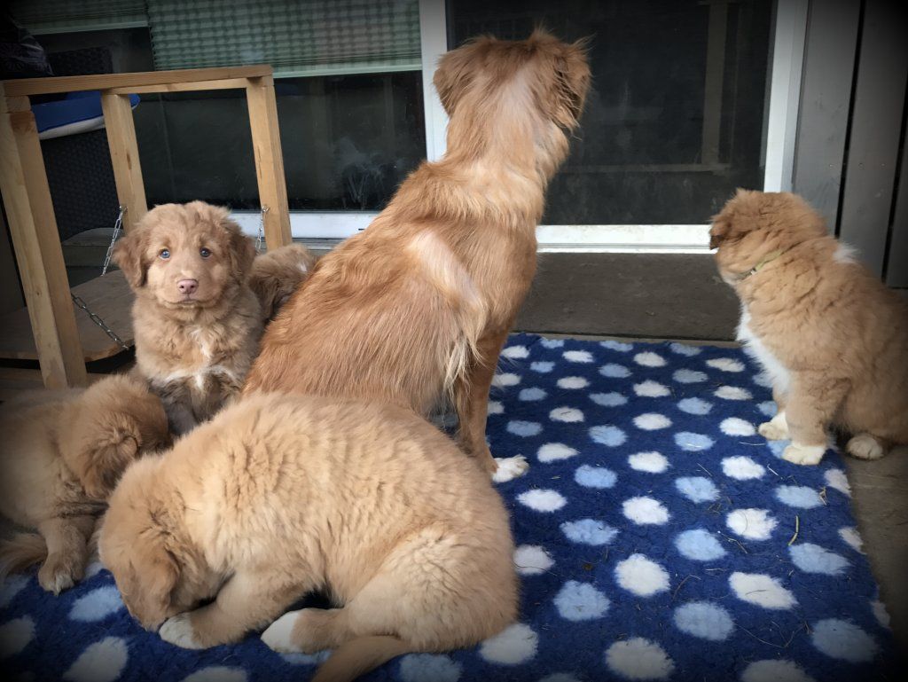 Passion And Fire NSDT Retriever