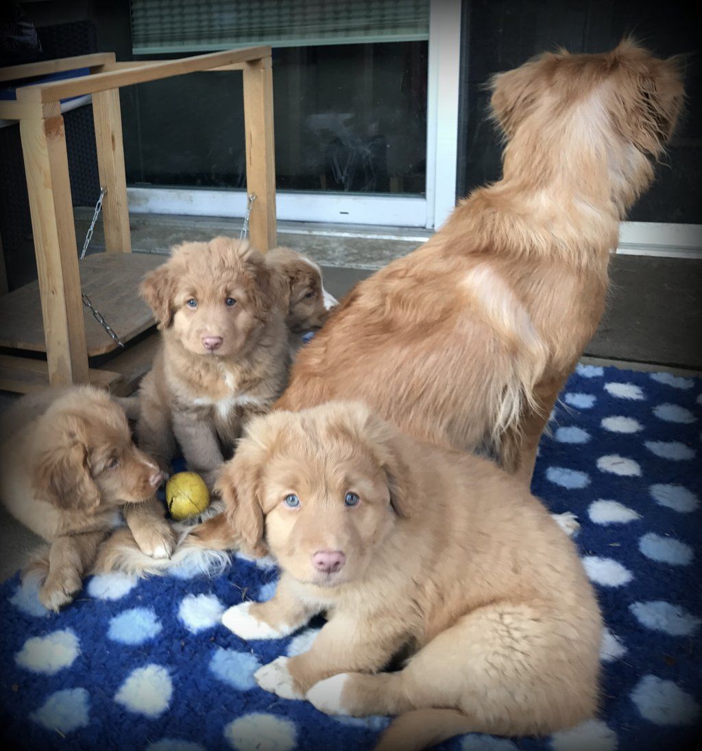 Passion And Fire NSDT Retriever