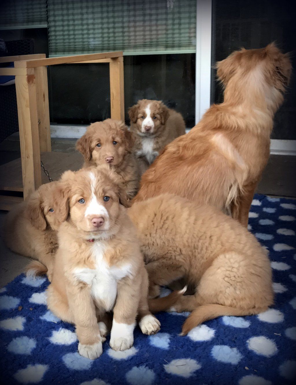 Passion And Fire NSDT Retriever