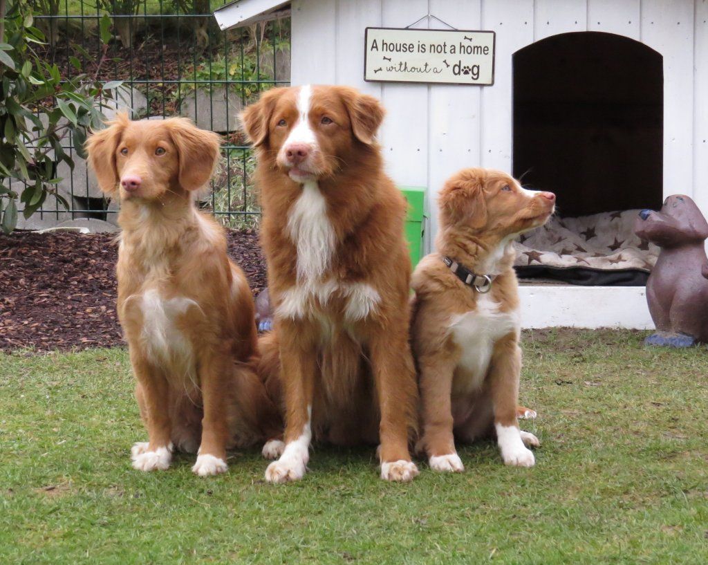 Passion And Fire NSDT Retriever