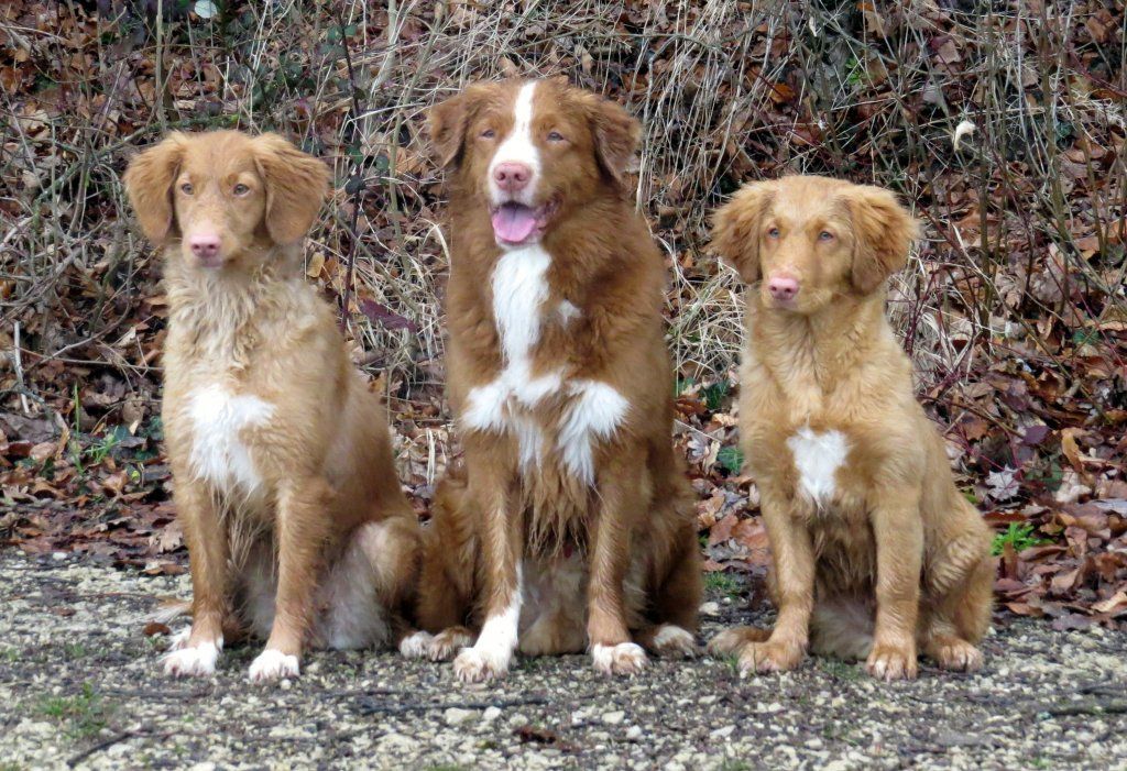 Passion And Fire NSDT Retriever