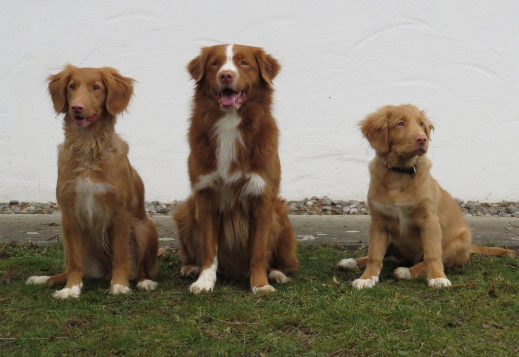 Passion And Fire NSDT Retriever