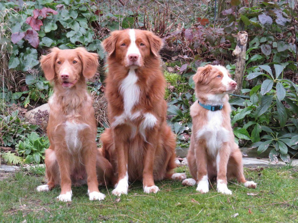 Passion And Fire NSDT Retriever