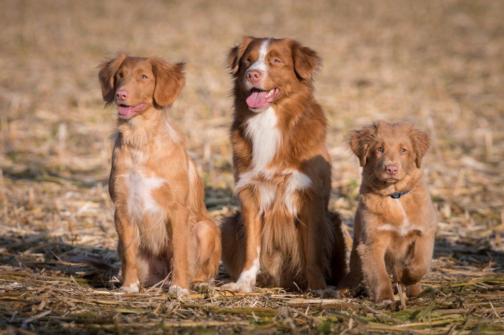 Passion And Fire NSDT Retriever