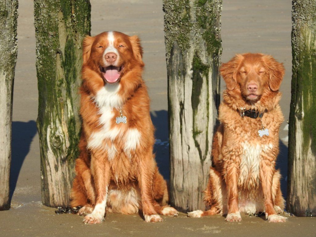 Passion And Fire NSDT Retriever