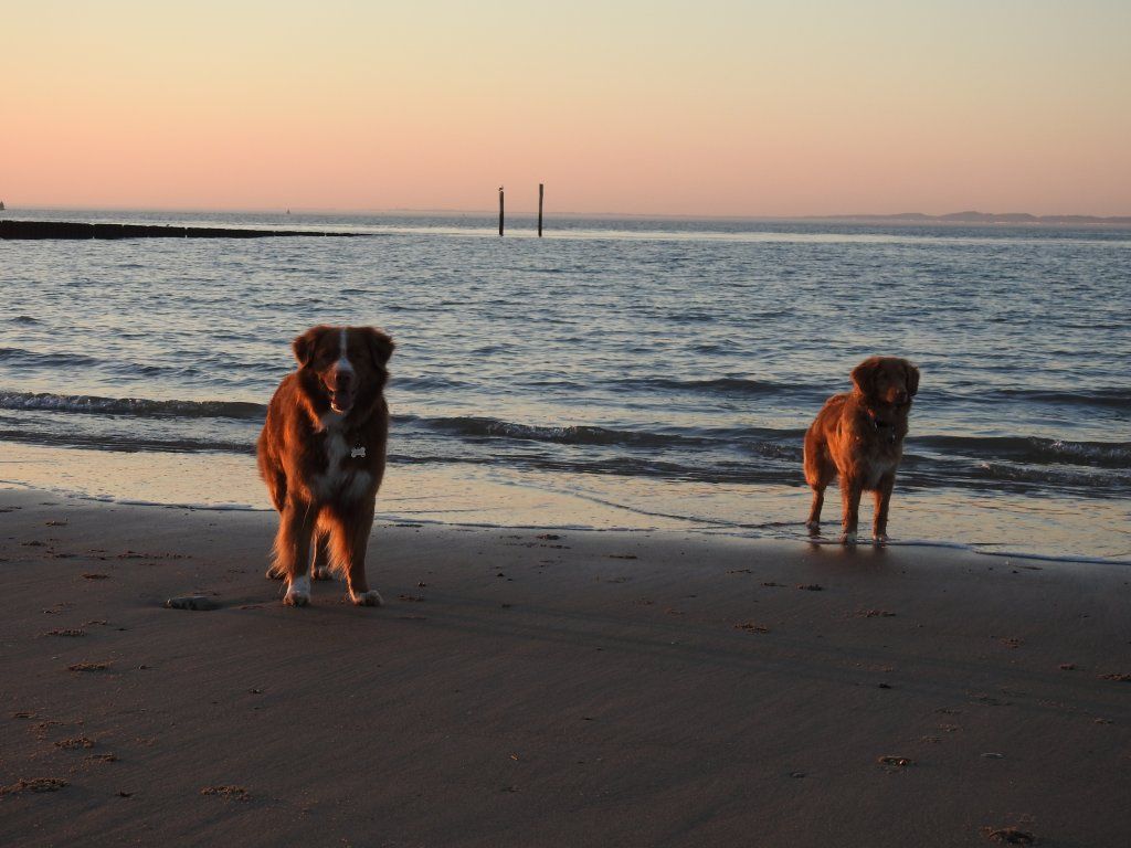 Passion And Fire NSDT Retriever