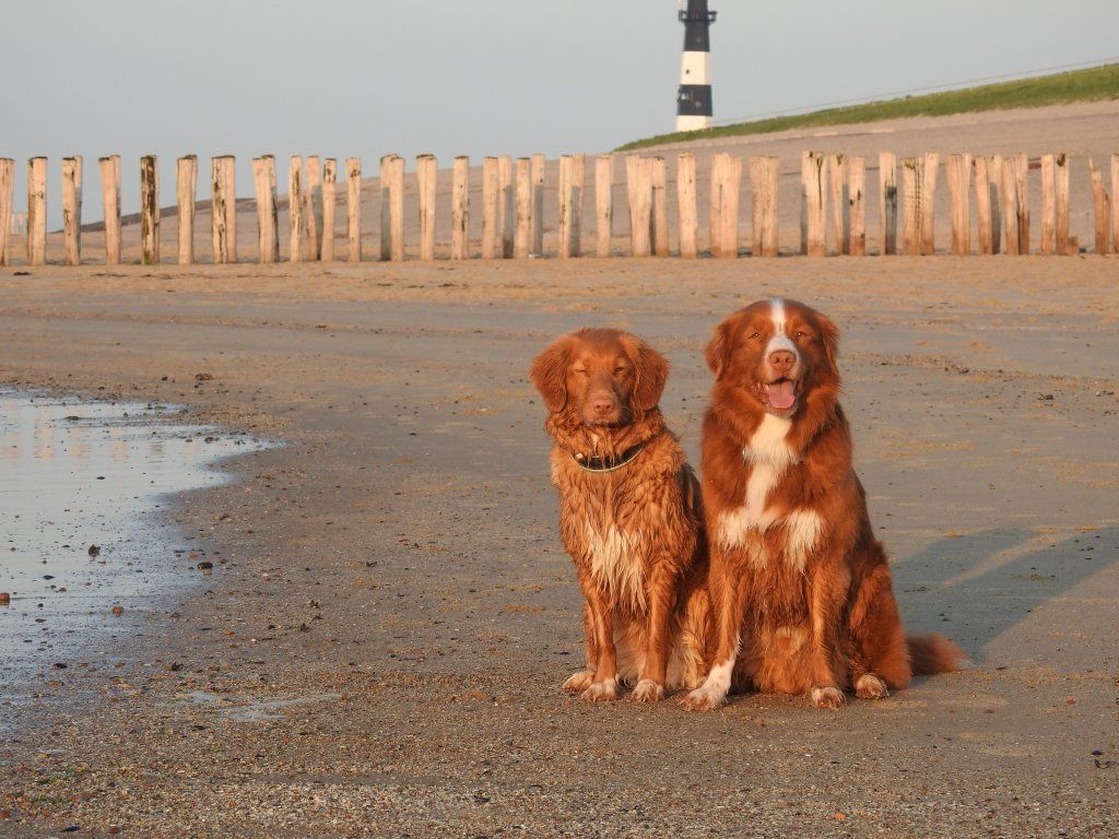 Passion And Fire NSDT Retriever