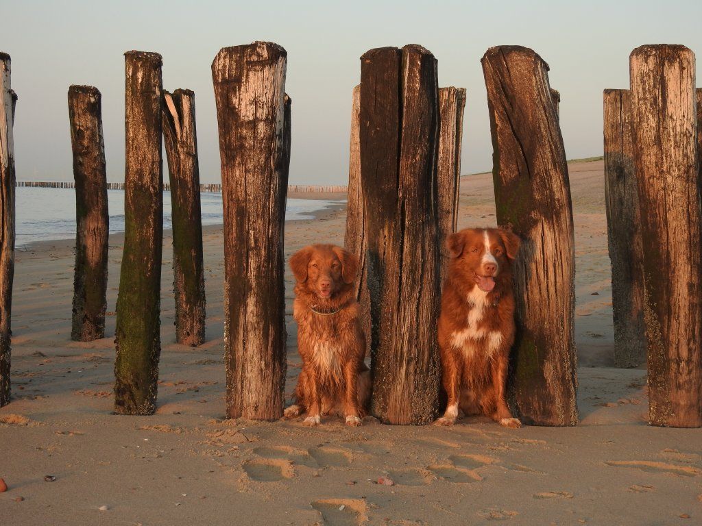 Passion And Fire NSDT Retriever