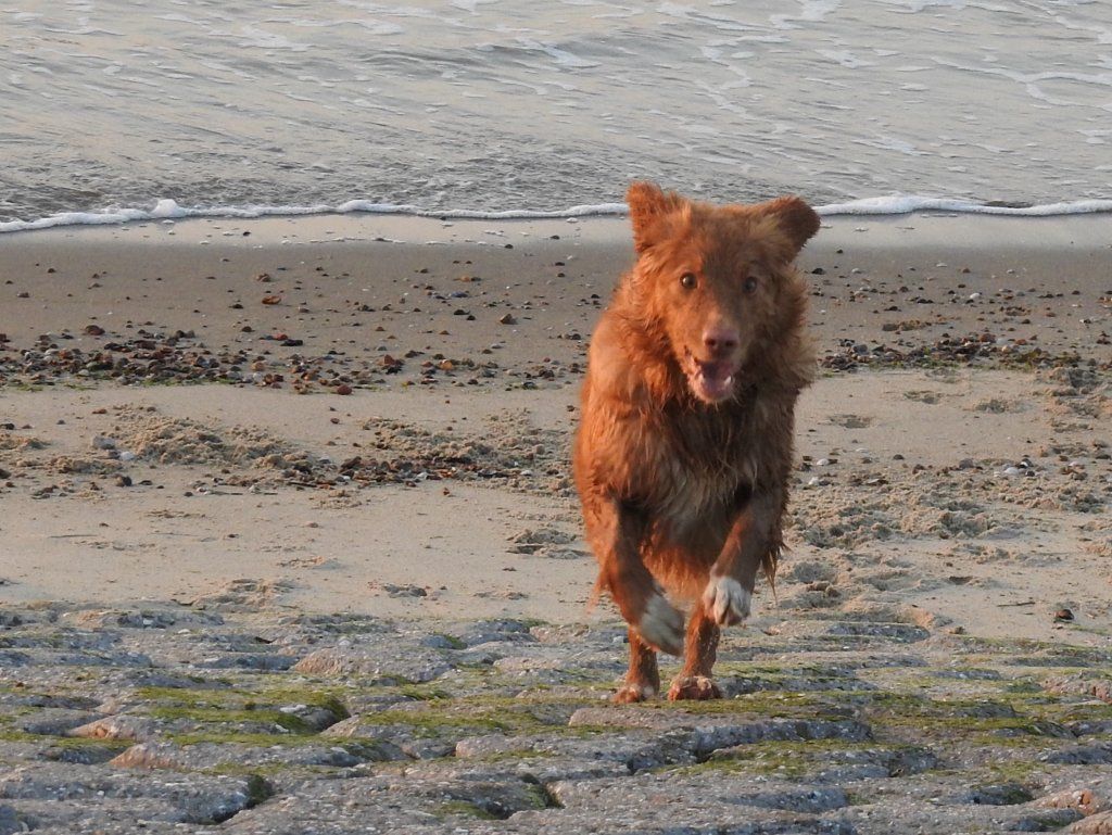 Passion And Fire NSDT Retriever