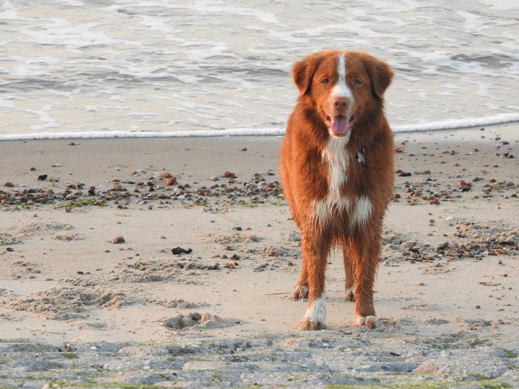 Passion And Fire NSDT Retriever