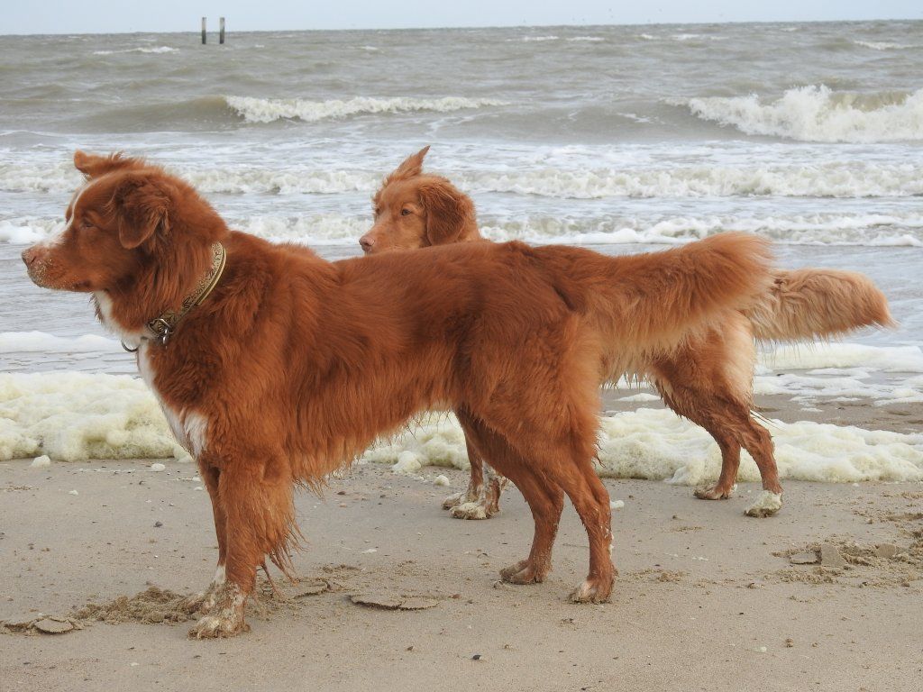 Passion And Fire NSDT Retriever