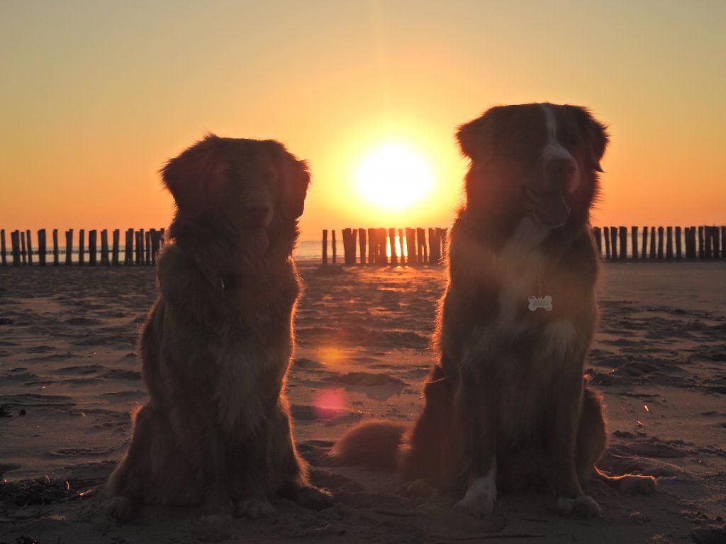 Passion And Fire NSDT Retriever