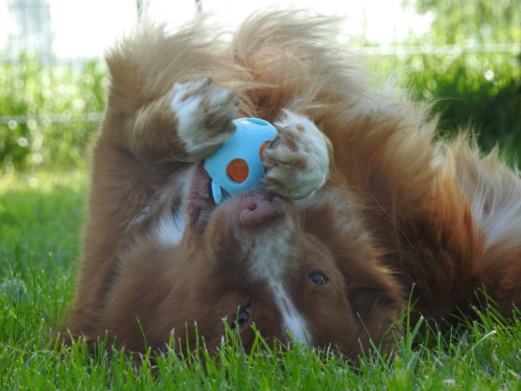 Passion And Fire NSDT Retriever