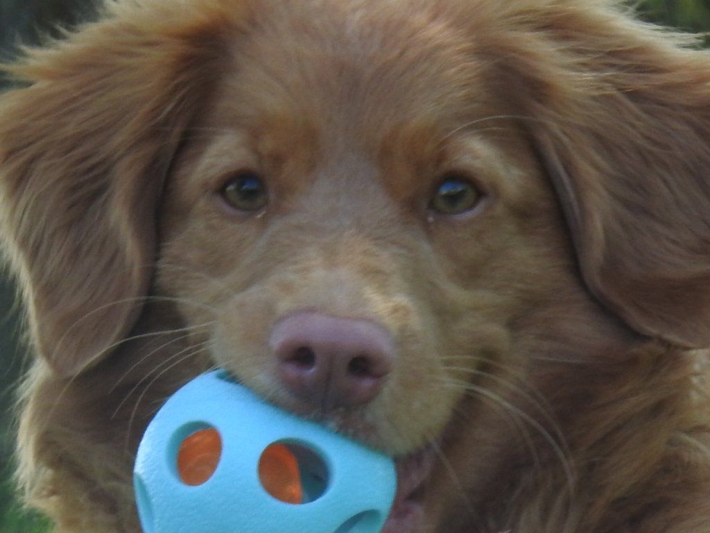 Passion And Fire NSDT Retriever