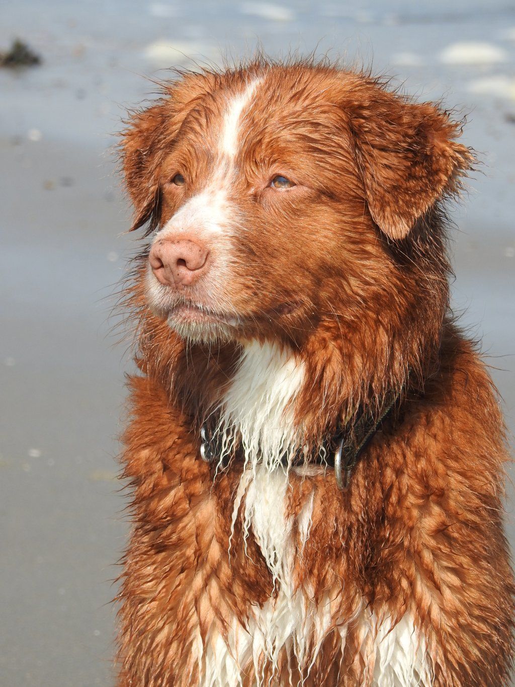 Passion And Fire NSDT Retriever