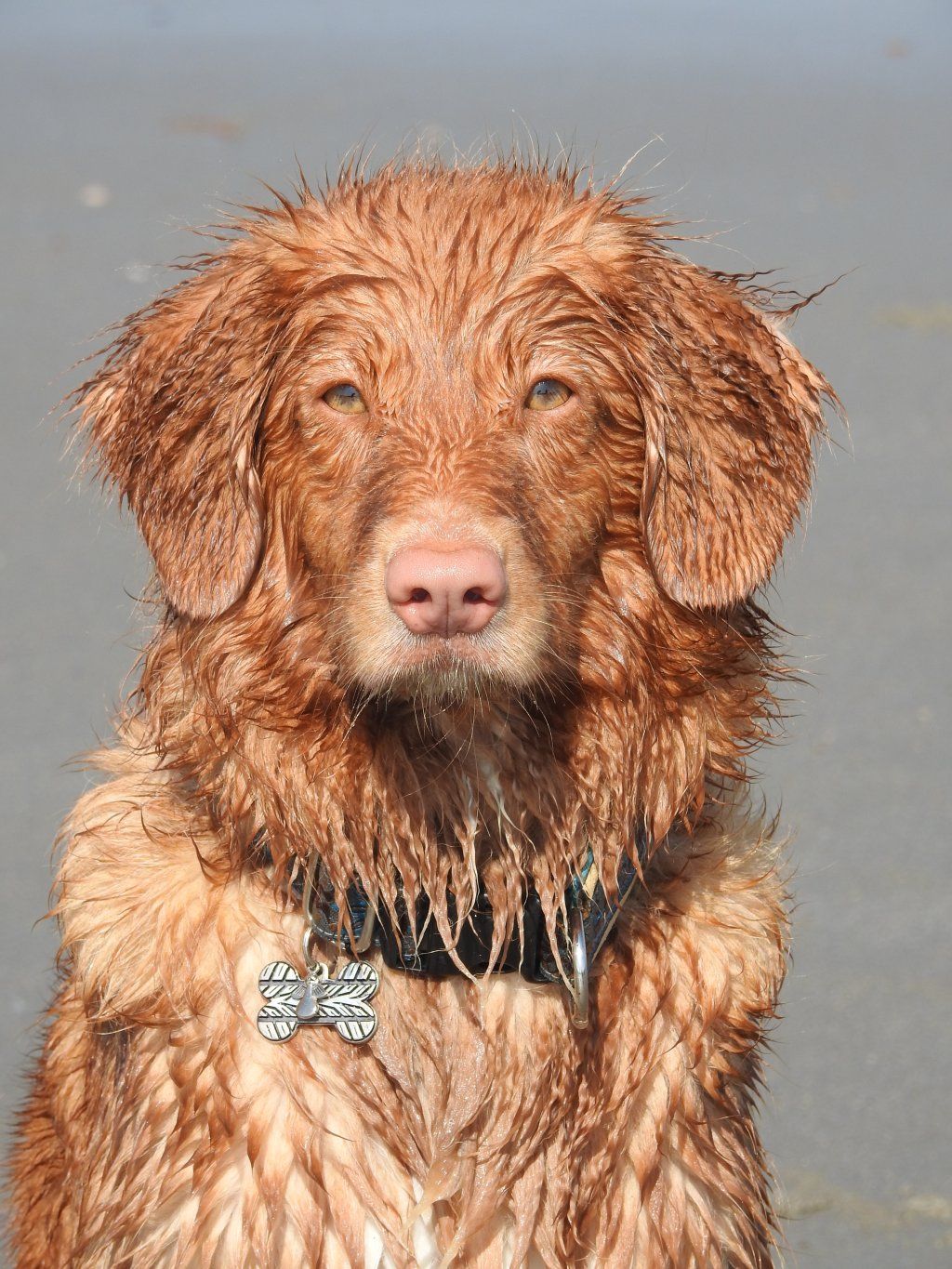 Passion And Fire NSDT Retriever