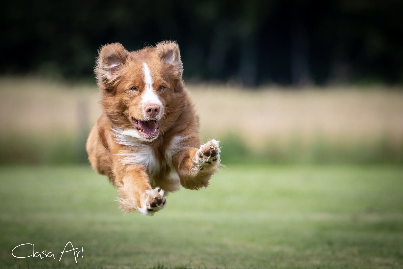 Passion And Fire NSDT Retriever