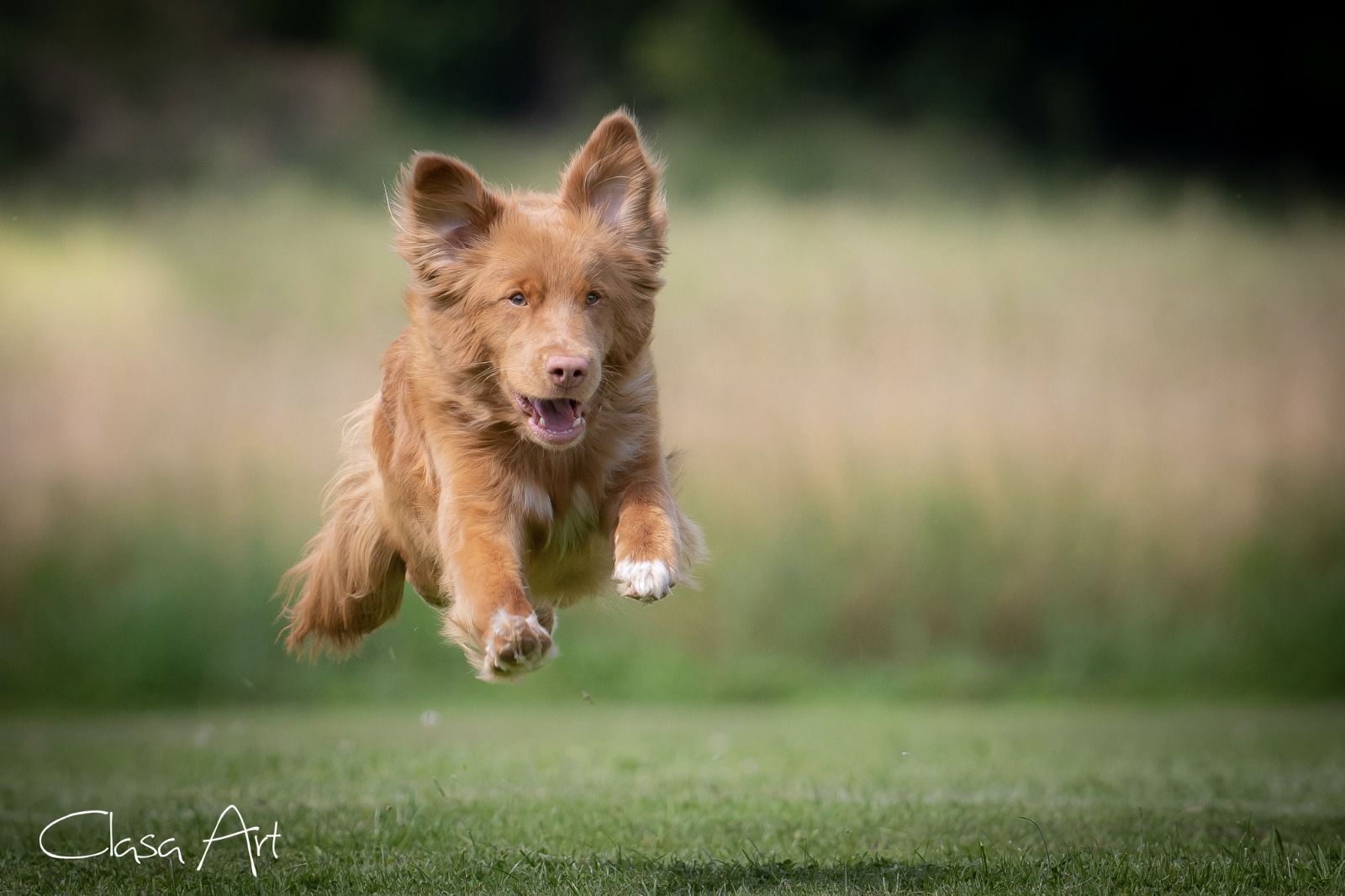 Passion And Fire NSDT Retriever