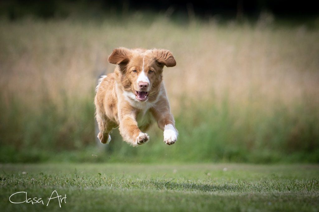 Passion And Fire NSDT Retriever