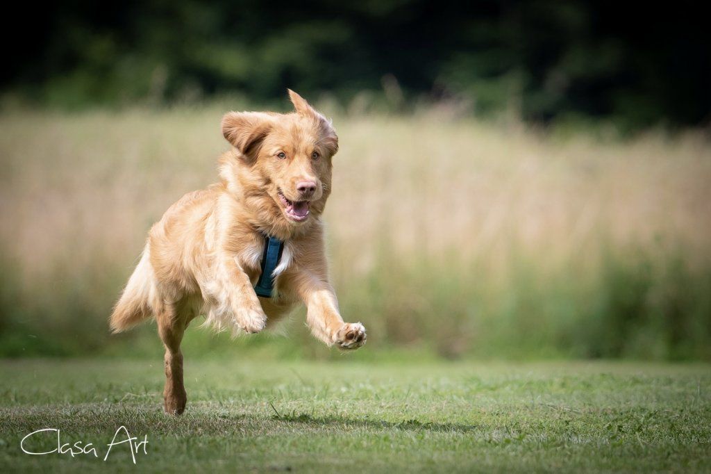 Passion And Fire NSDT Retriever