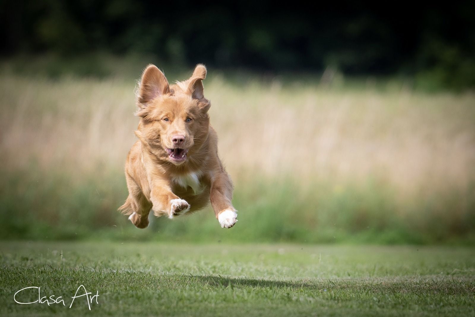 Passion And Fire NSDT Retriever