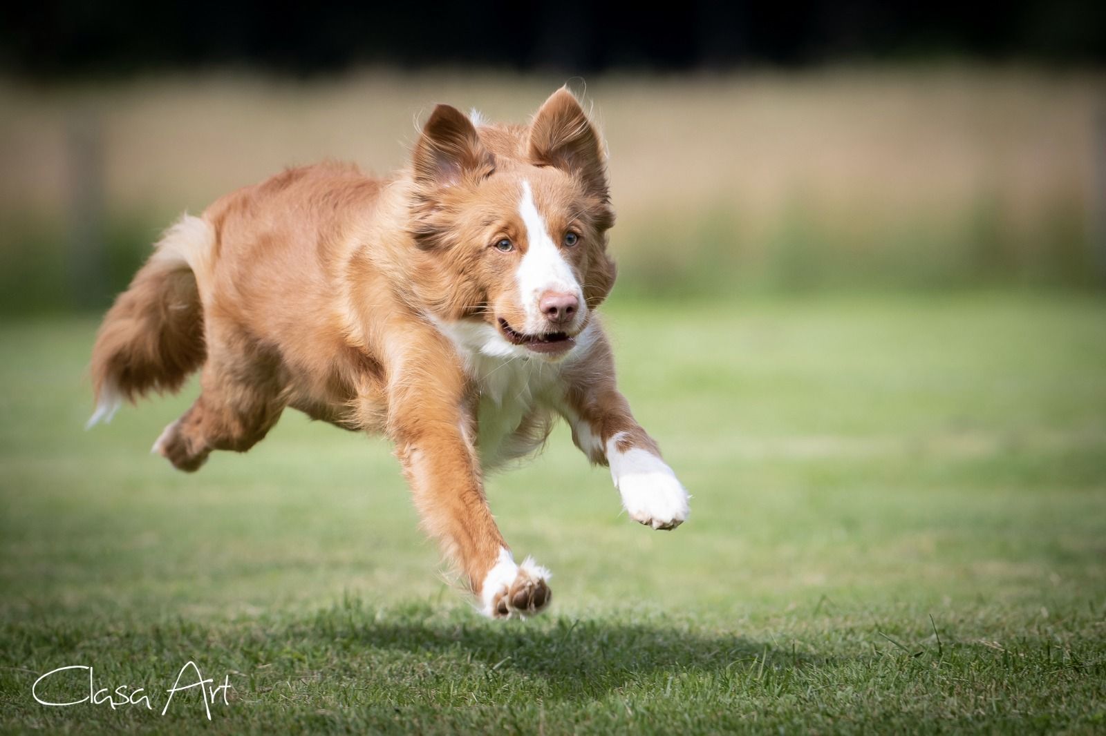 Passion And Fire NSDT Retriever