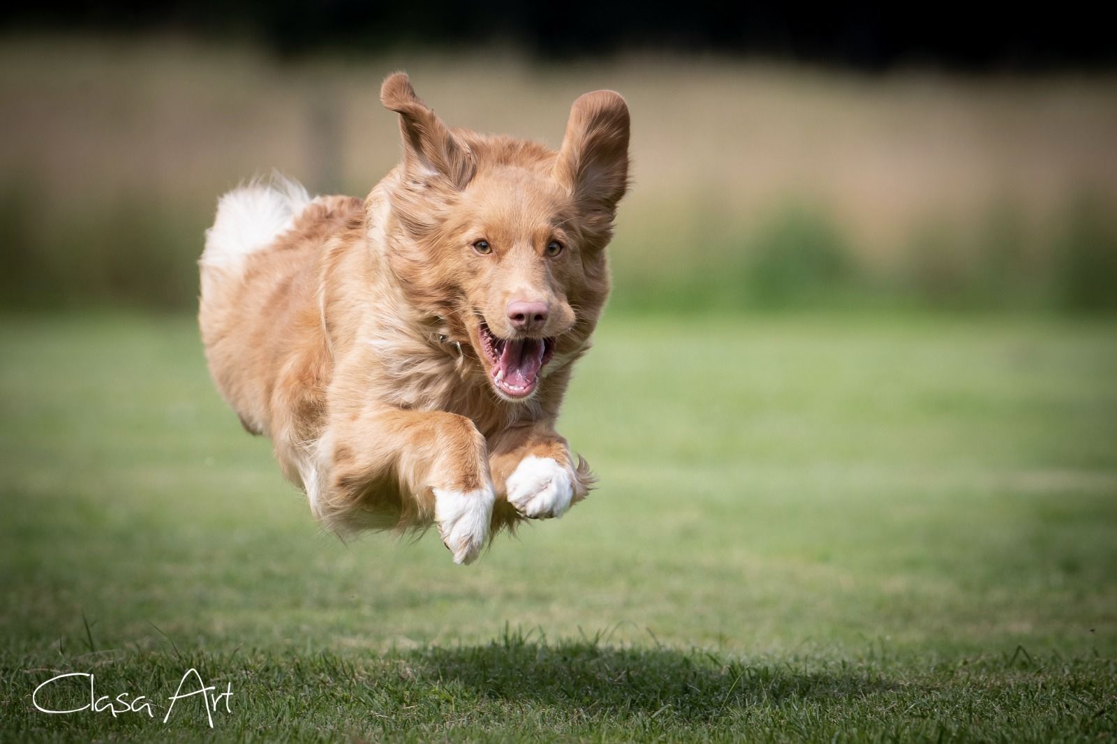 Passion And Fire NSDT Retriever