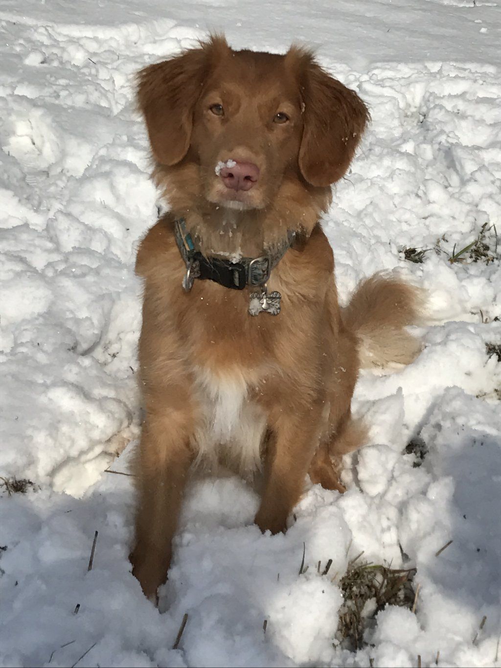 Passion And Fire NSDT Retriever