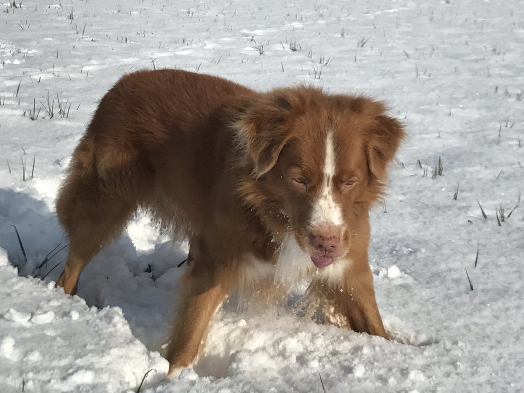 Passion And Fire NSDT Retriever