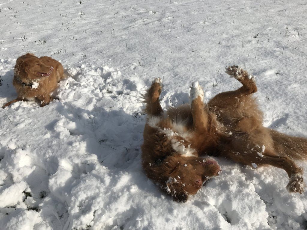 Passion And Fire NSDT Retriever