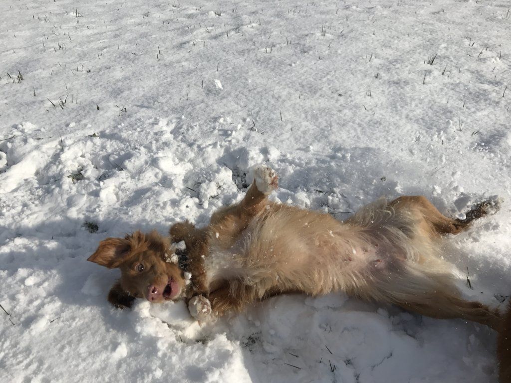 Passion And Fire NSDT Retriever