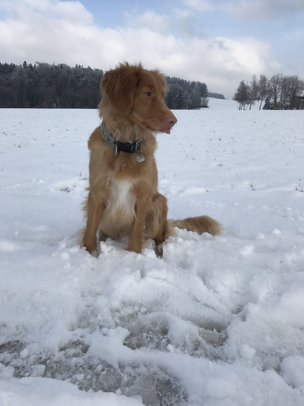 Passion And Fire NSDT Retriever
