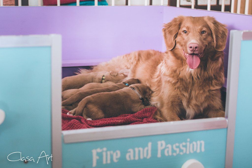 Passion And Fire NSDT Retriever