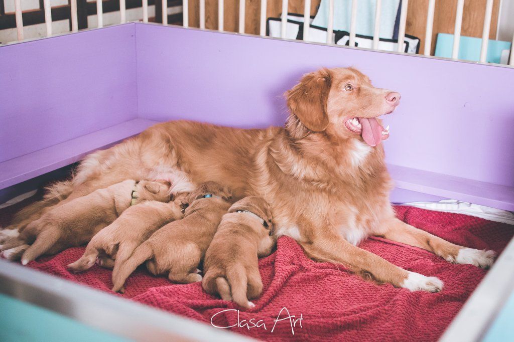 Passion And Fire NSDT Retriever