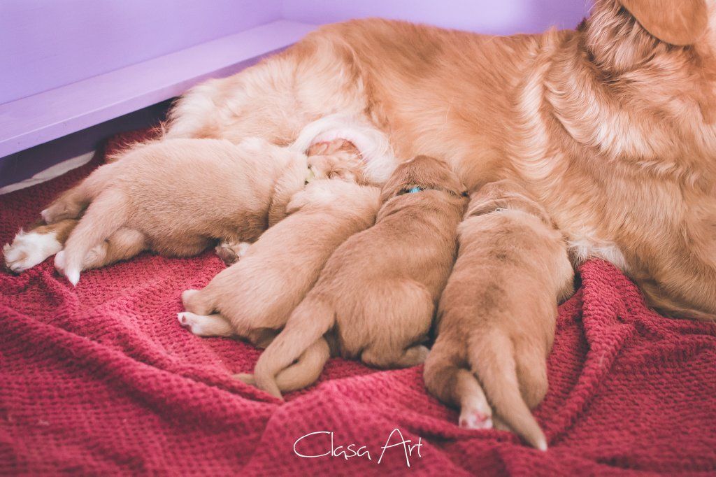 Passion And Fire NSDT Retriever