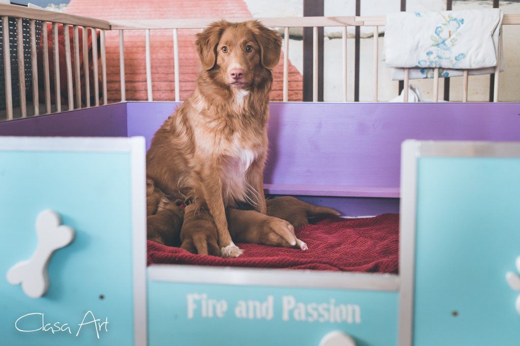 Passion And Fire NSDT Retriever