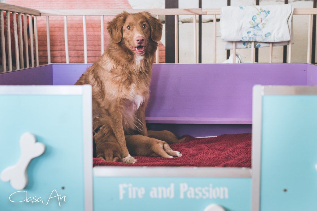 Passion And Fire NSDT Retriever